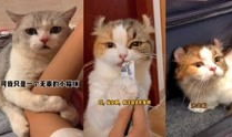 猫咪视频在线,在线视频捕捉可爱瞬间